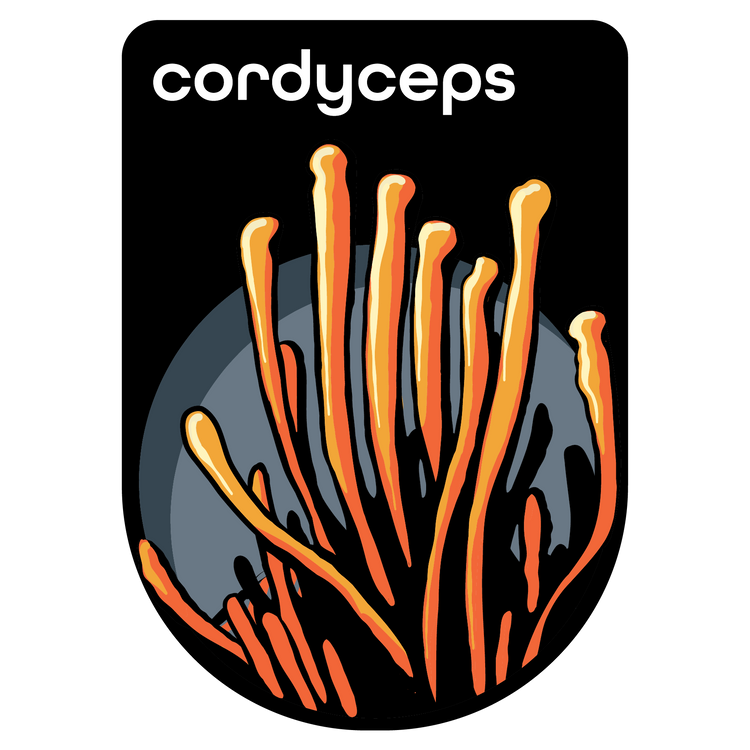 Cordyceps Extract