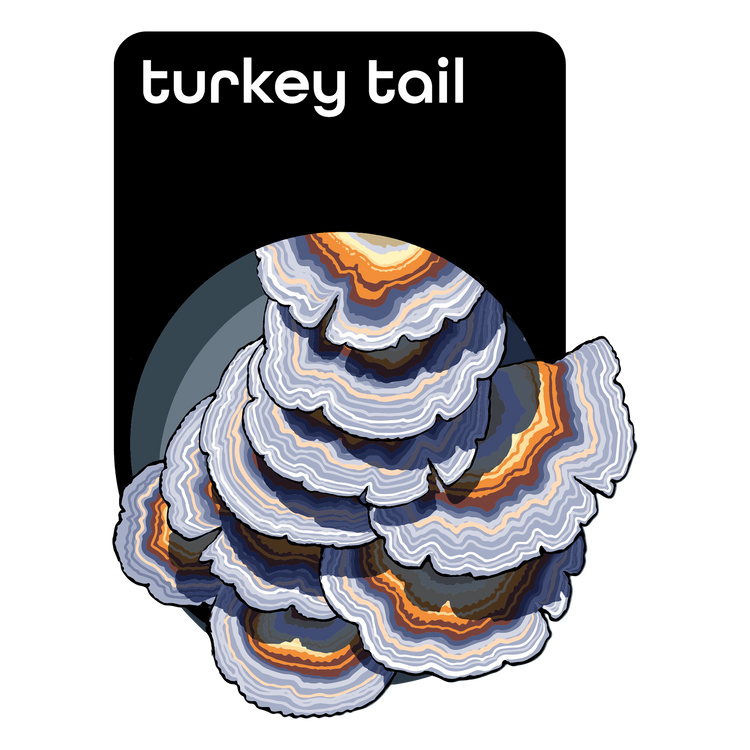 Turkey Tail Extract